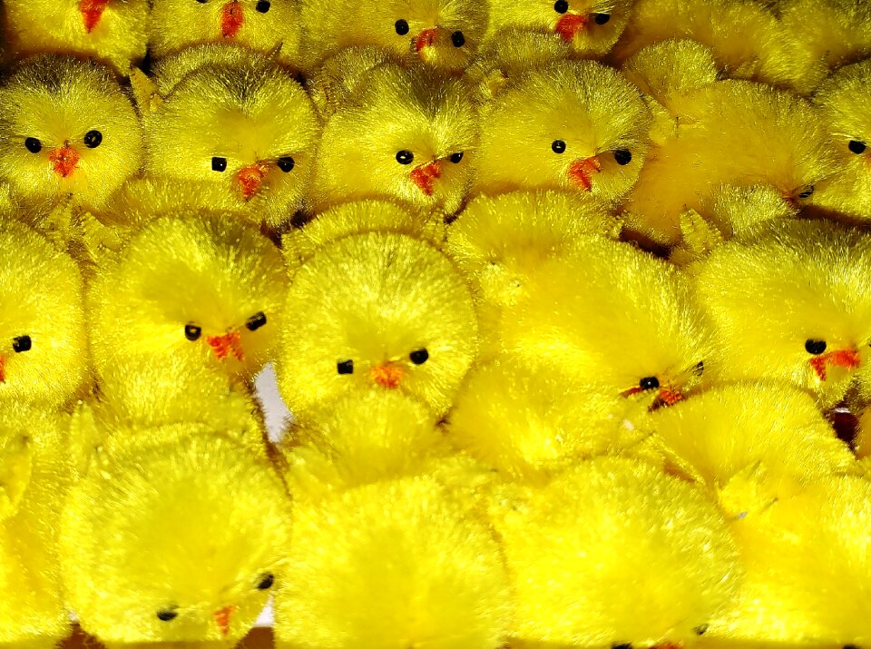 Easter monday yellow small