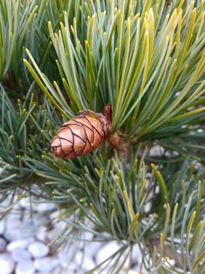 Outdoors needle