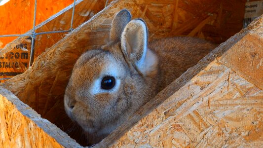 Cute mammal easter