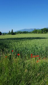 Ain landscape outdoor photo