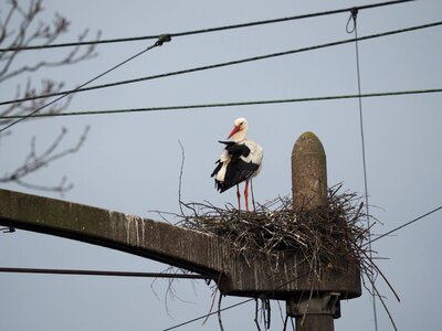 Nature animal kingdom bird's nest photo