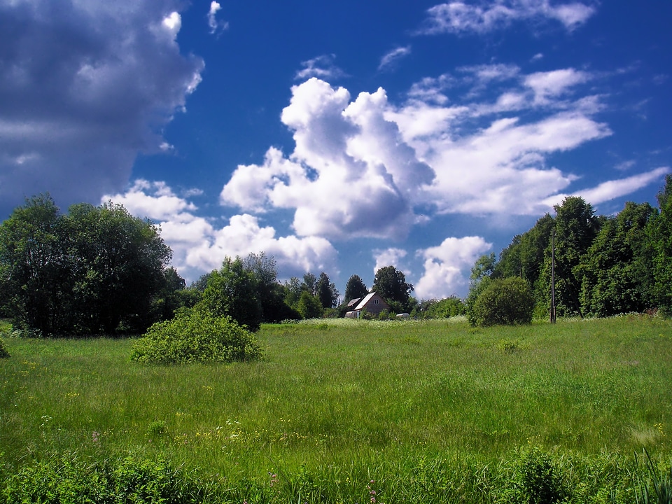 Trees summer spring