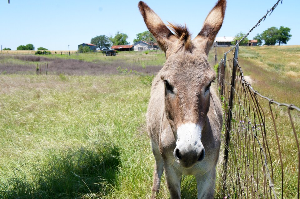 Hayfield farm donkey