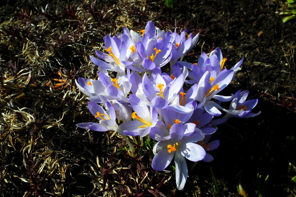 Spring plant garden