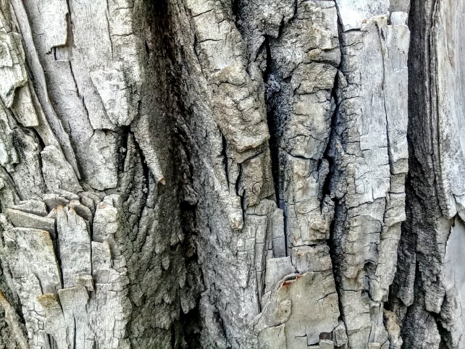 Nature texture oak