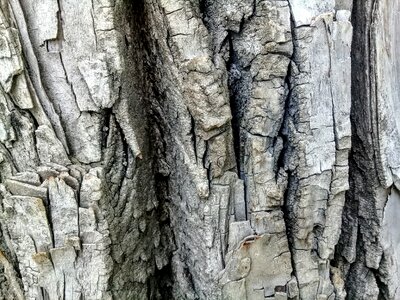 Nature texture oak