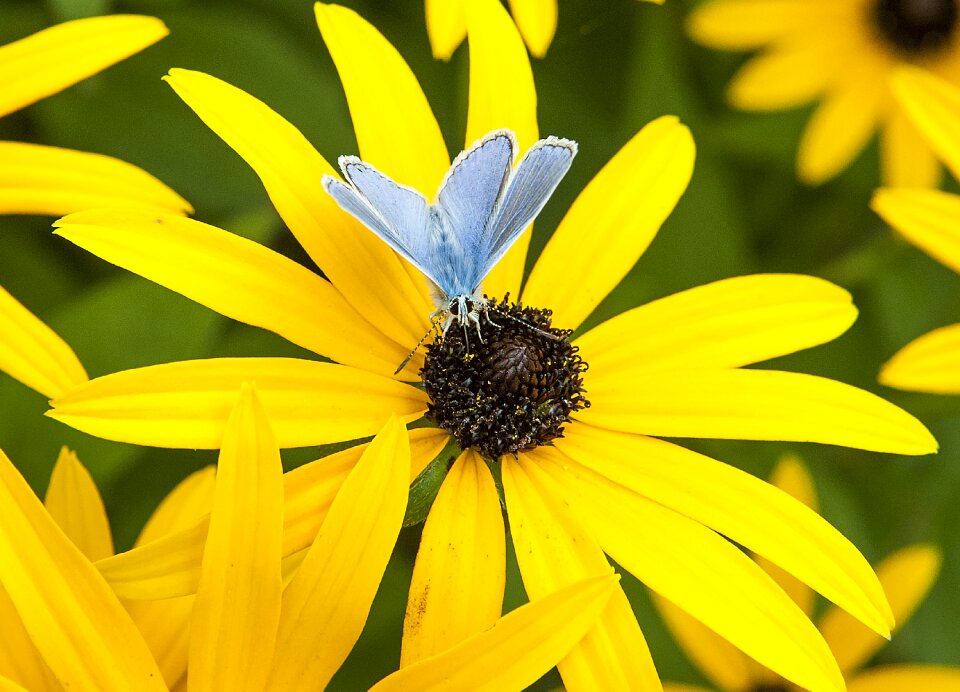 Blue yellow flower summer