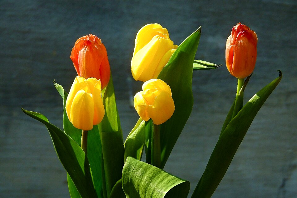 Nature leaf flower