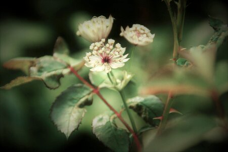 Outdoor flower white
