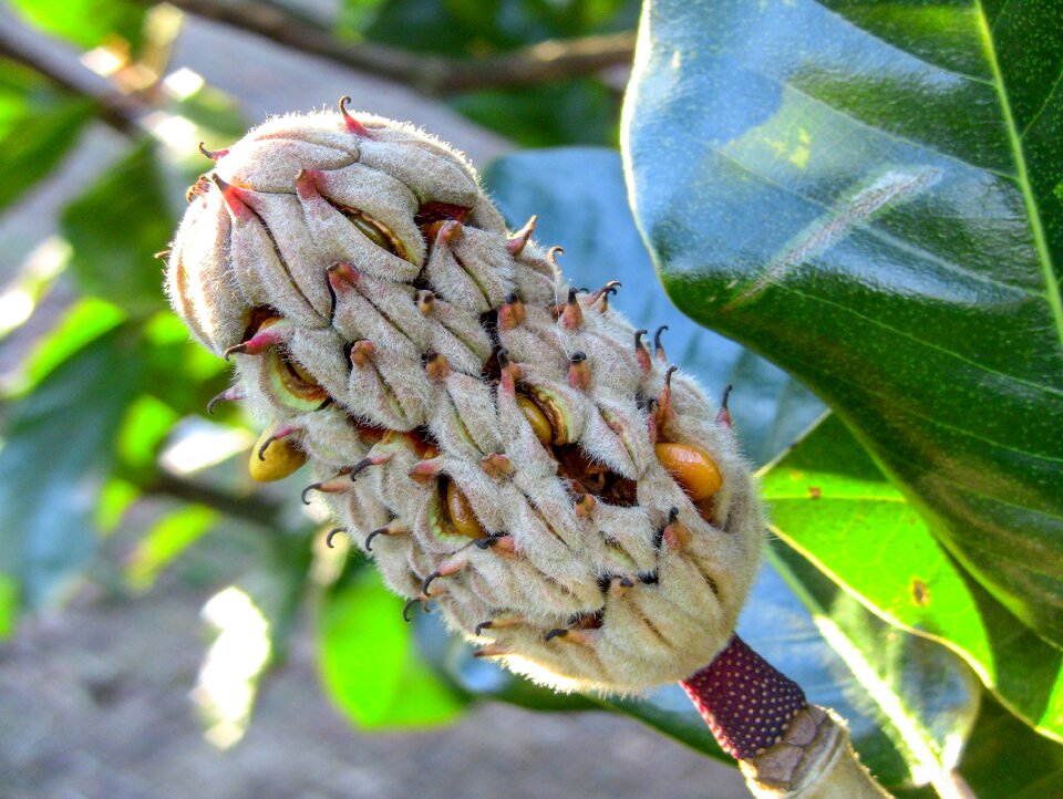 Fruit leaf