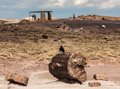 Desert nature petrified forest