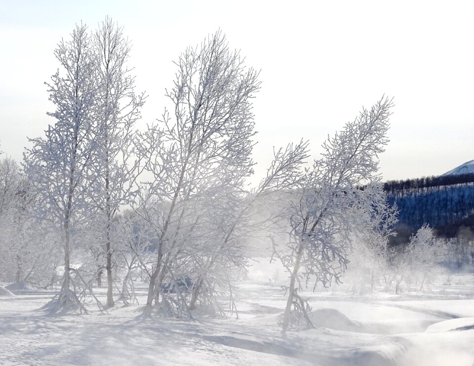 Cold frost snow