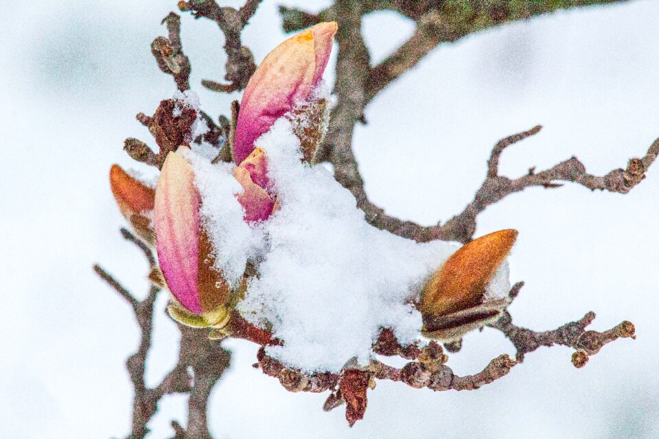 Flower winter closeup