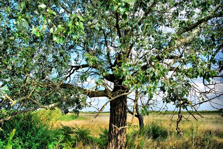 Nature wood plant photo