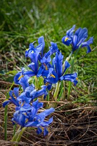 Season petal spring