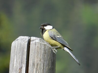 Animal world nature tit
