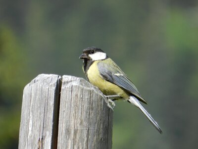 Animal world nature tit photo