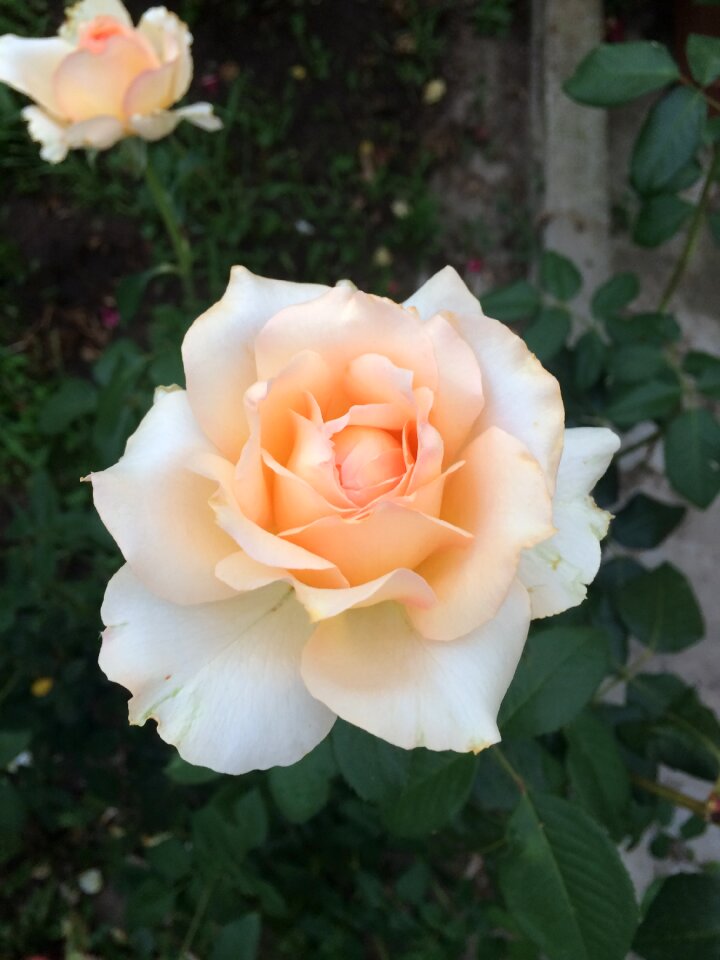 Petal floral flowering