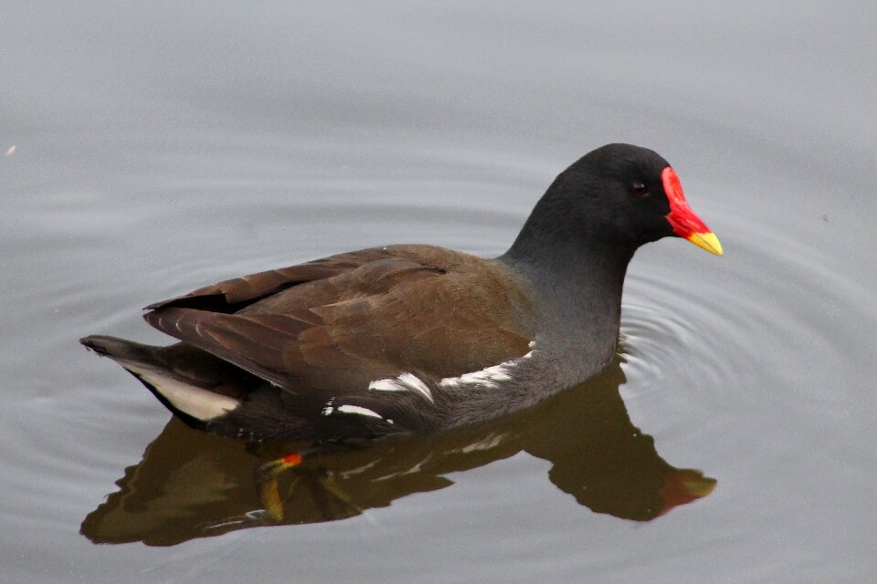Nature duck animal