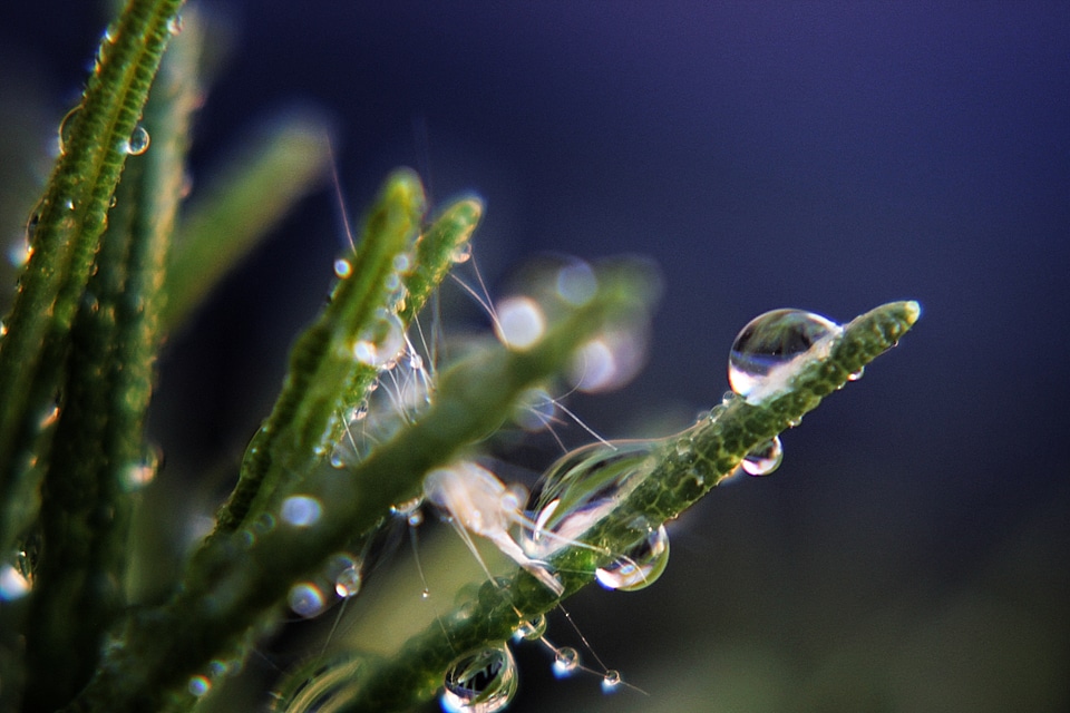 Drop of water wet plant