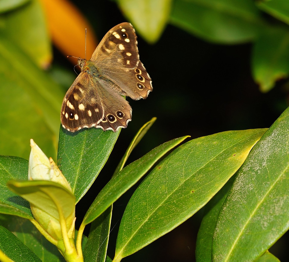 Insect wing butterflies