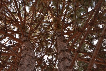 No one evergreen coniferous tree