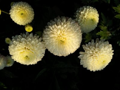 White dark color