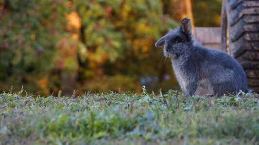 Wildlife grass fall