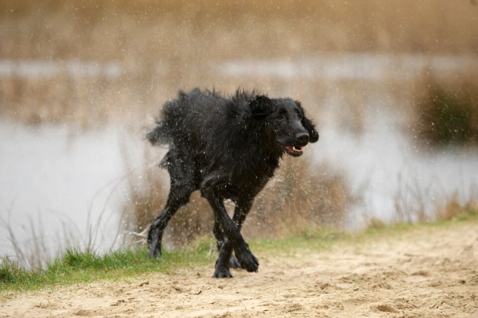 Shaking flatcoated retriever water