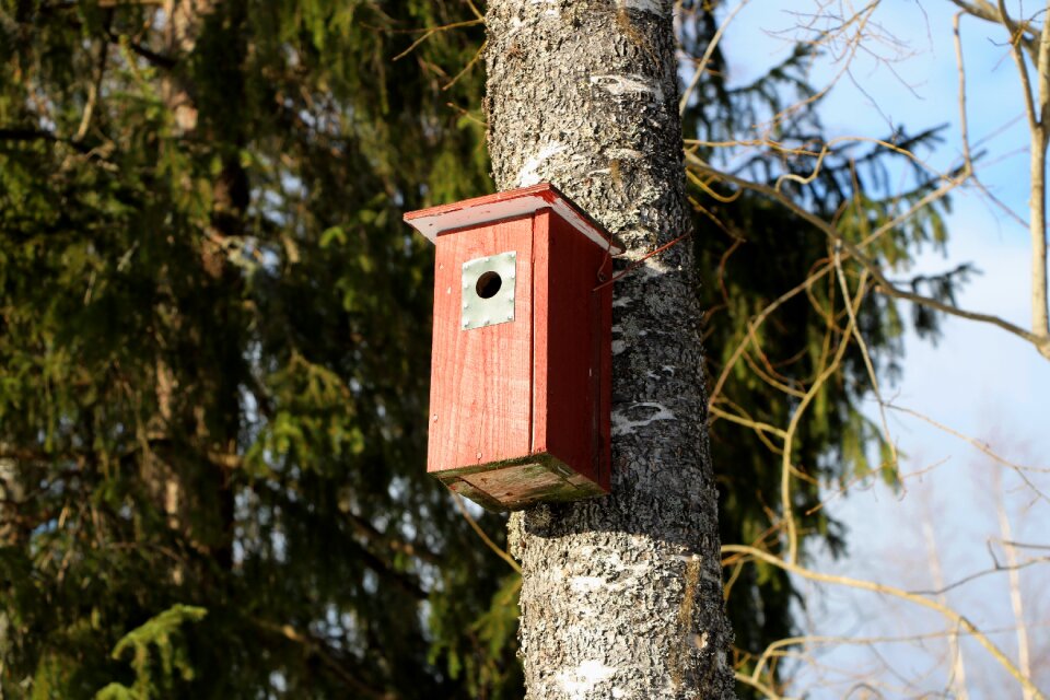 Tree nature birdhouse