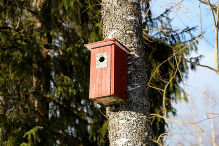 Tree nature birdhouse