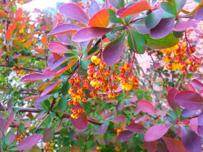 Tree plant garden photo