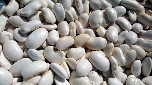 Food harvest white beans