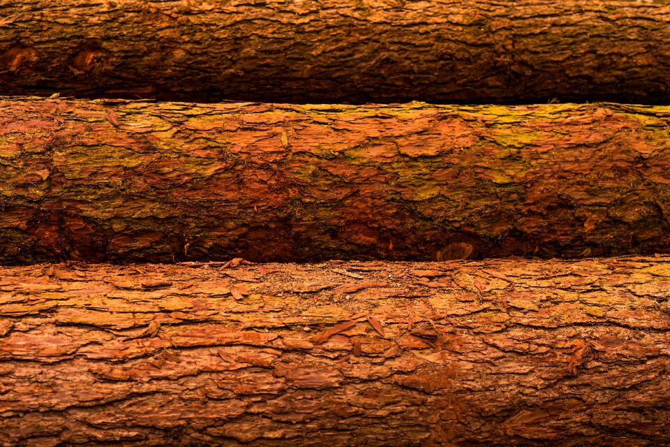 Texture nature colorful