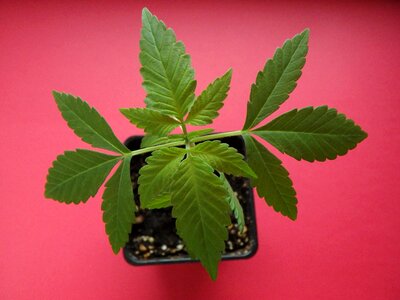 Marijuana horticulture green