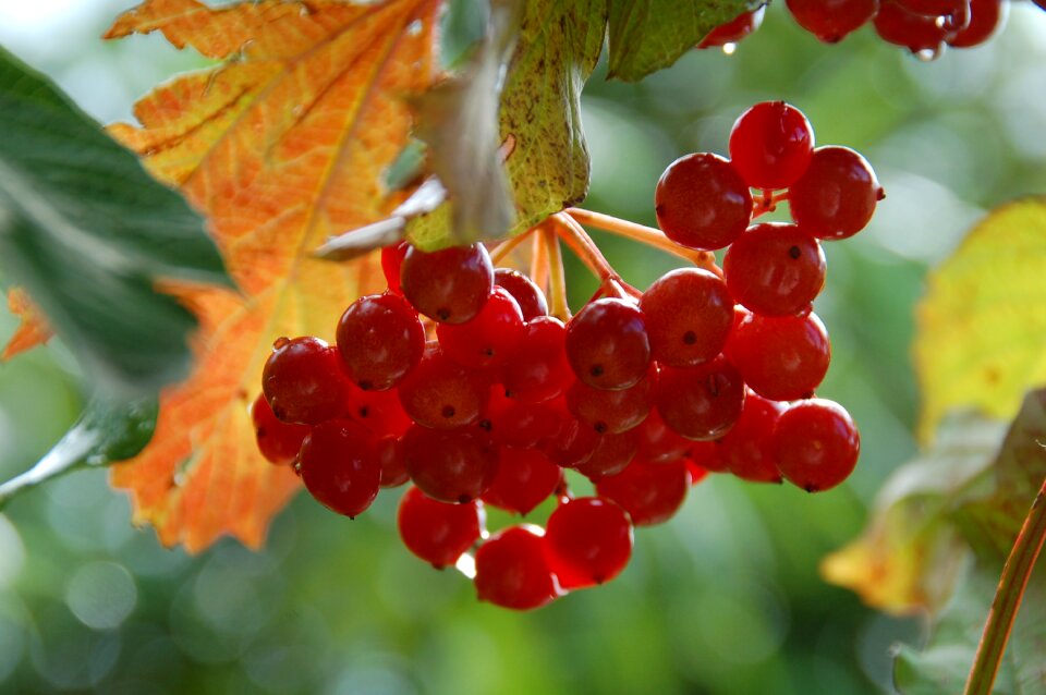 Summer branch branches