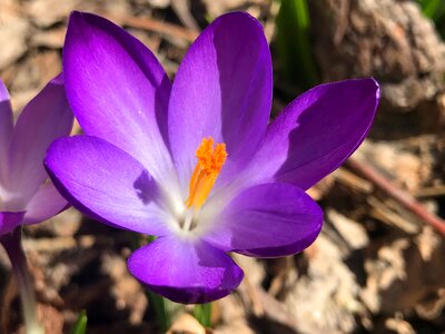 Petal garden outdoors