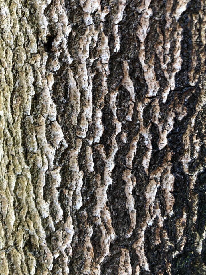 Rough tree nature