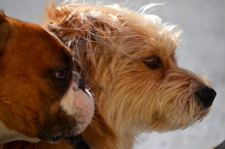 Animal pet portrait