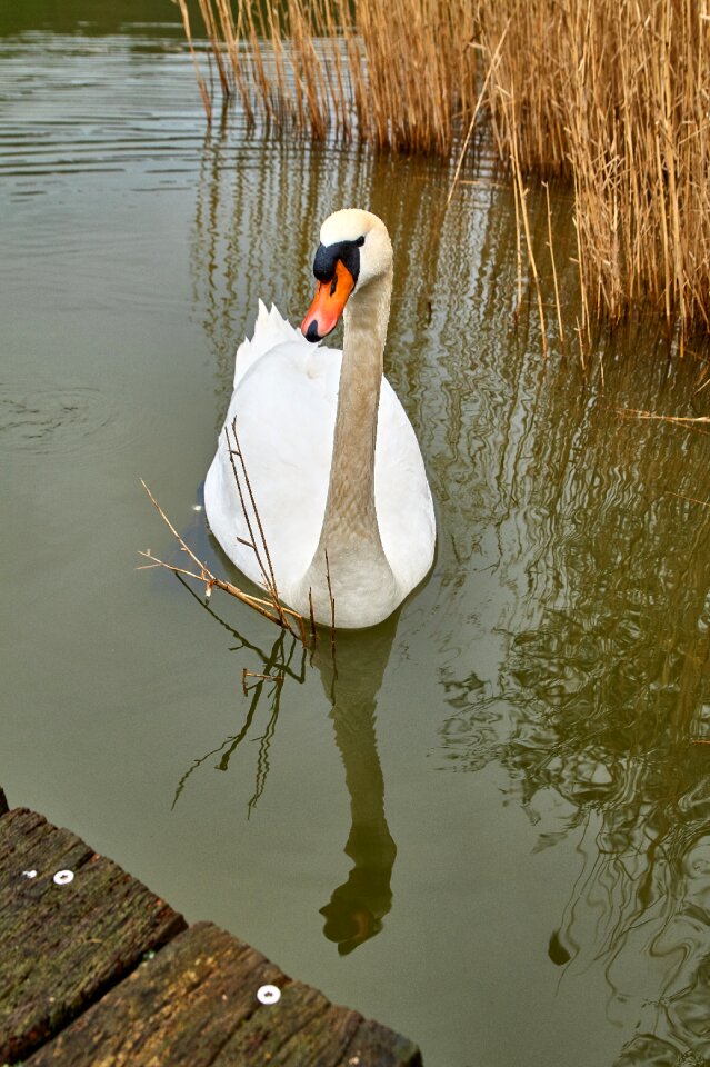 River reflection bird