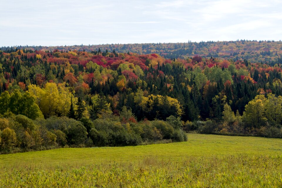 New brunswick countryside meadow