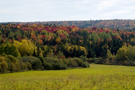 New brunswick countryside meadow