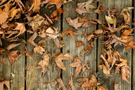 Leaf closeup fall photo