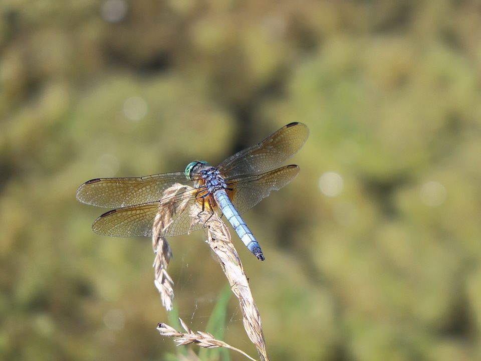 Nature summer wings photo