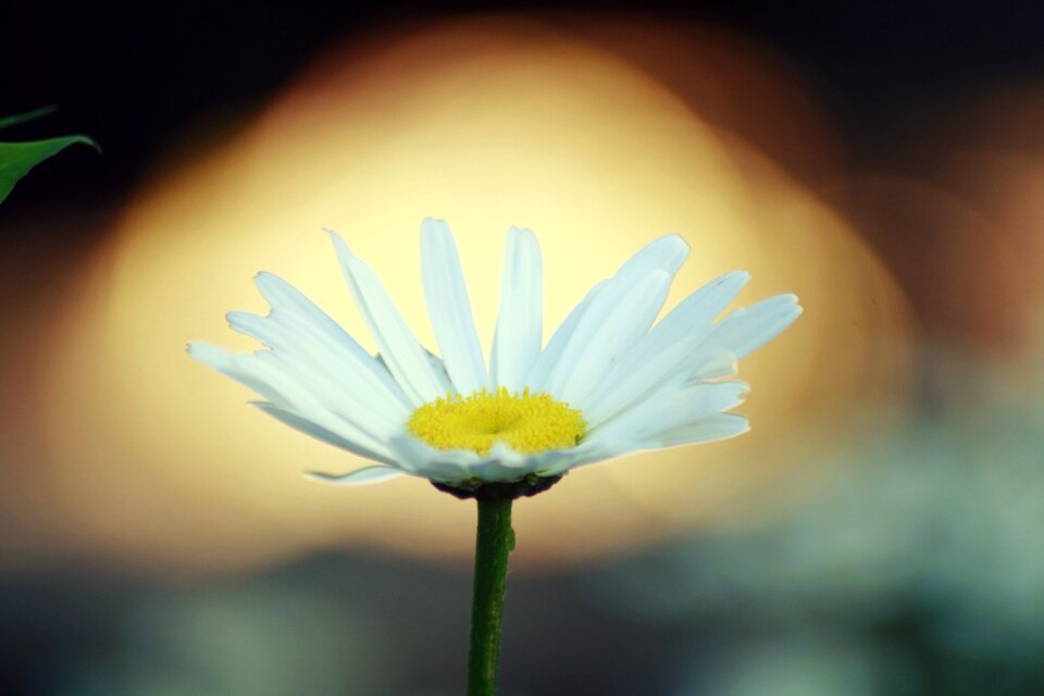 Flower color daisy