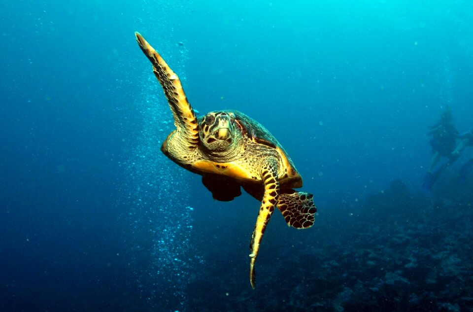 Sea nature