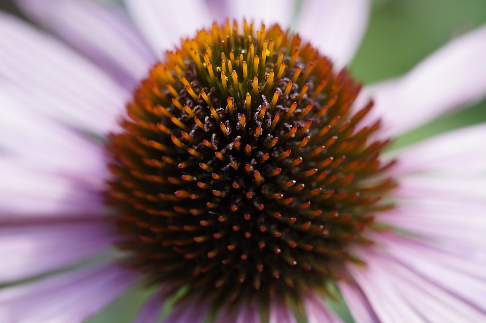 Macro middle plant