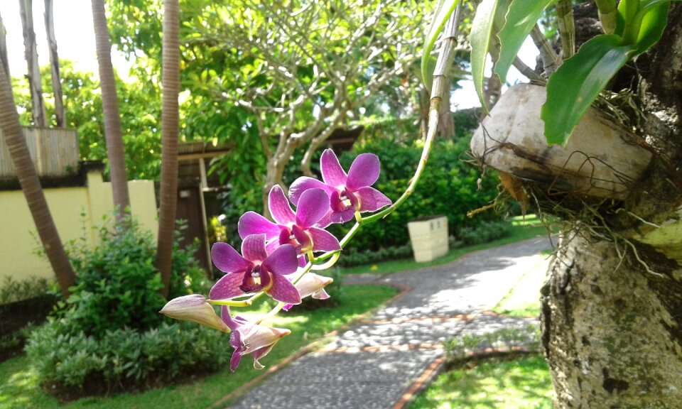 Decoration botanical nature