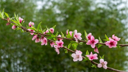 Tree nature flower photo