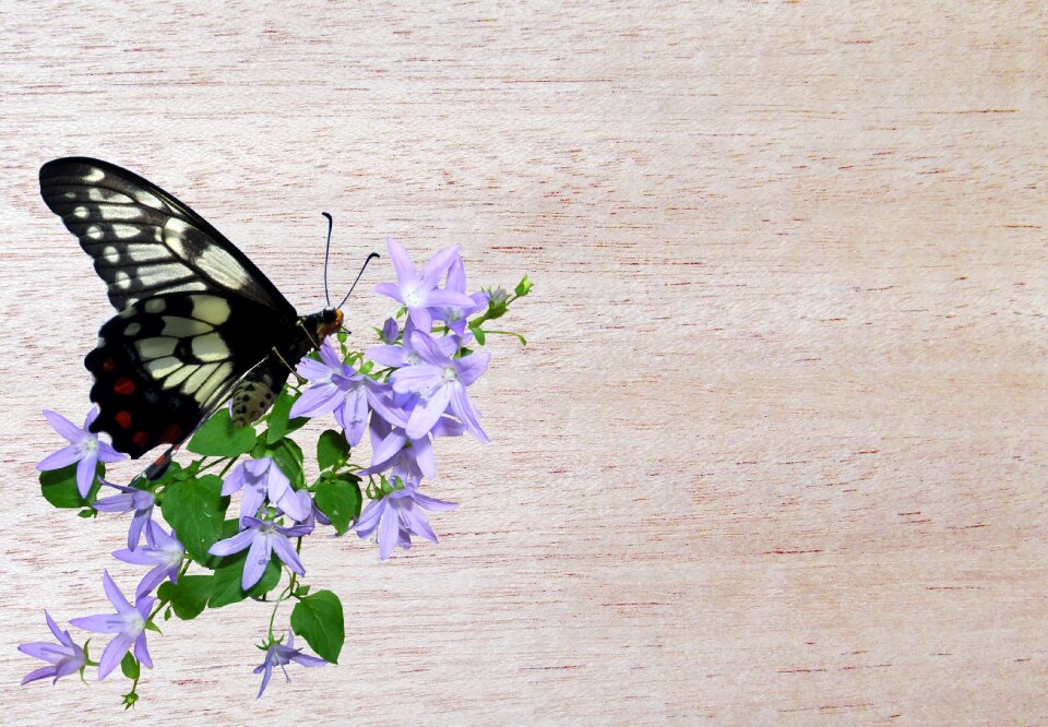 Butterfly greeting card
